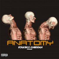 Stakexx Cheddah - Anatomy